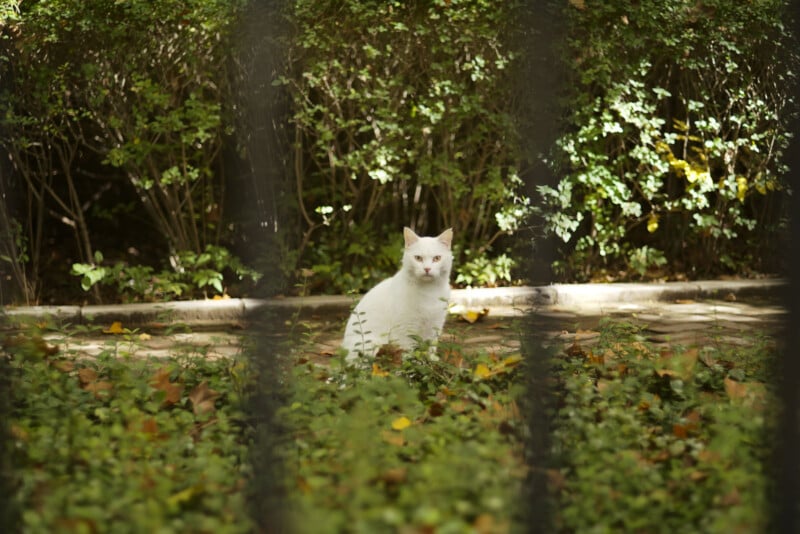 A white cat sits on the ground in a garden surrounded by greenery, with bushes in the background and leaves on the ground, seen through some out-of-focus dark vertical bars in the foreground.