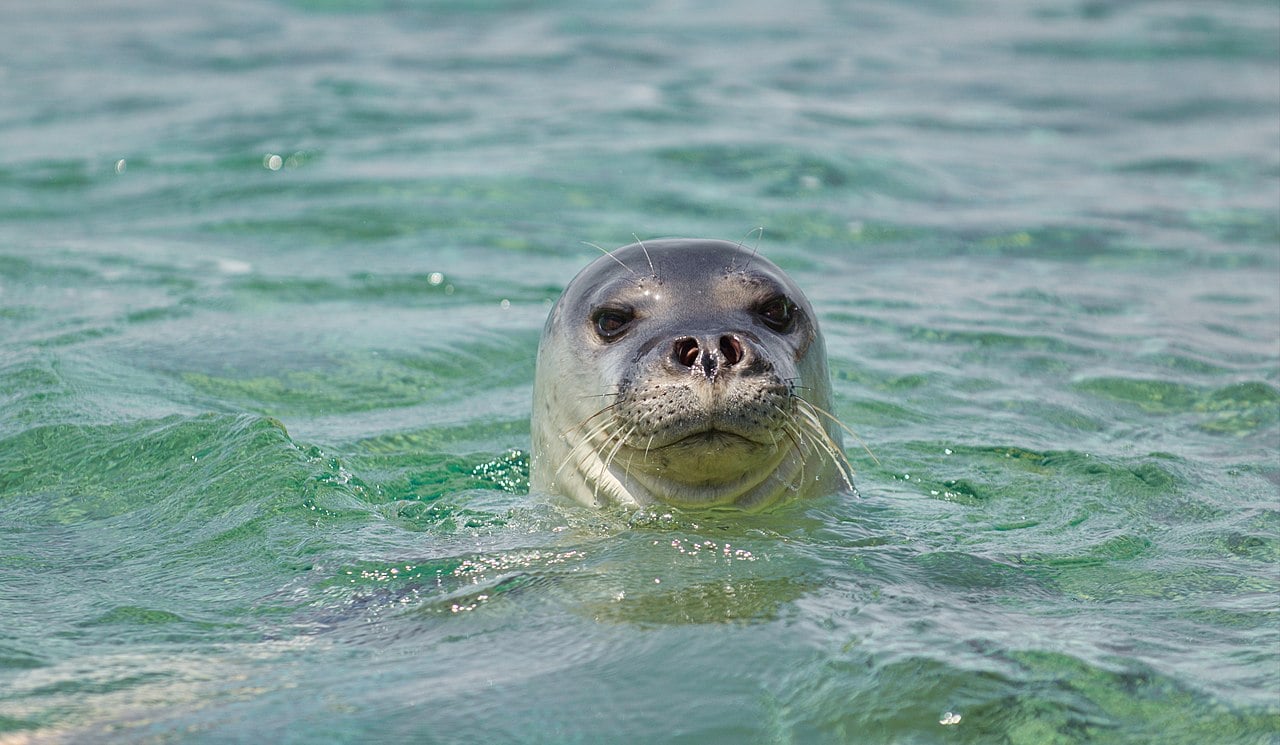 Mediterranean Monk Seal in Greece