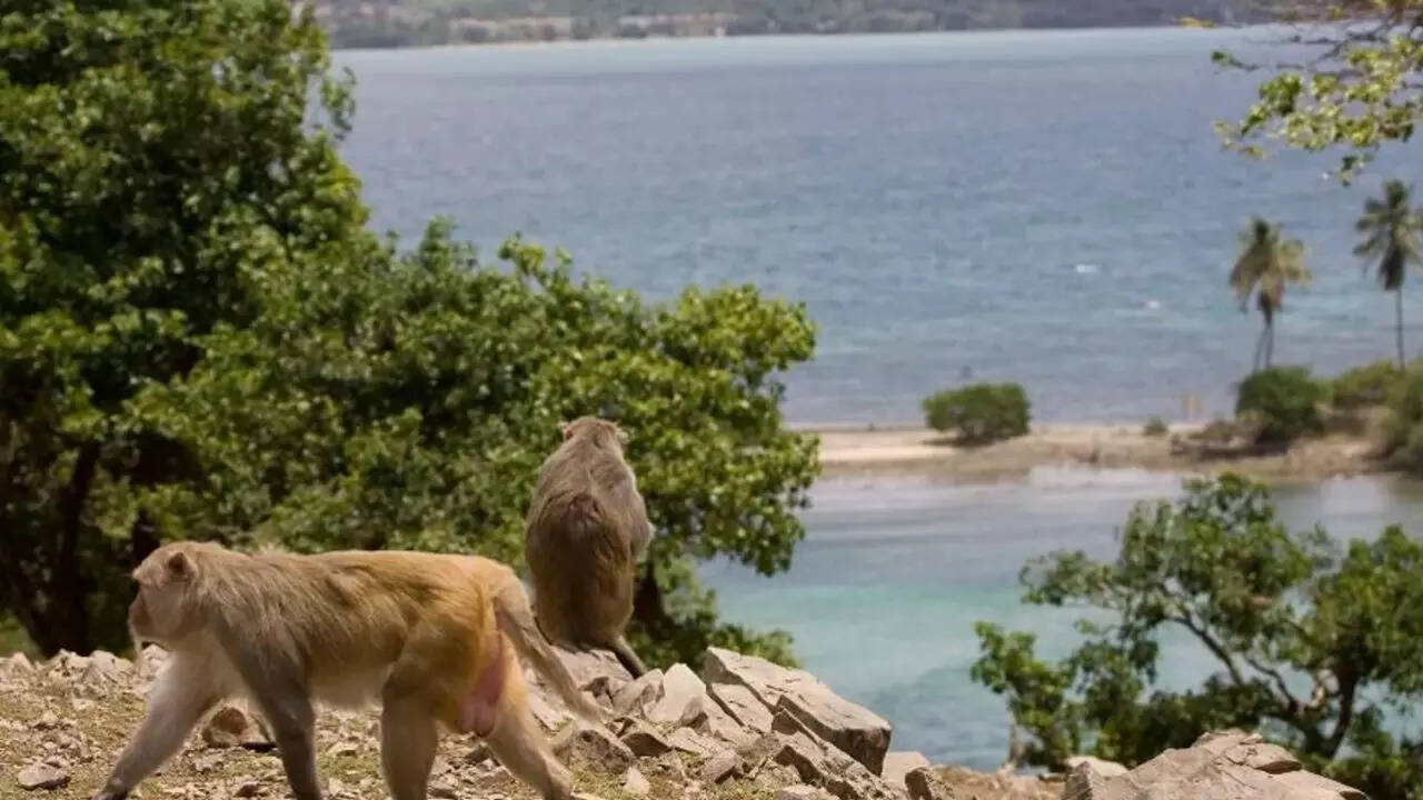 Monkey Island