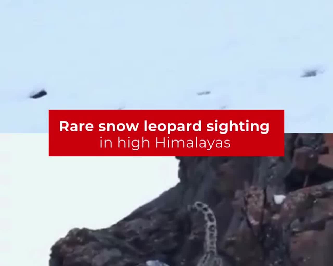 Rare Snow Leopard Spotted in High Himalayas by Project Himank - Times of India