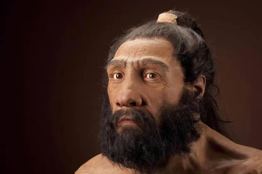 Homo neanderthalensis portrait showing distinctive facial features and dense beard.
