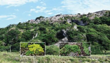 Plant discovered in Japan is a succulent with mutant flowers