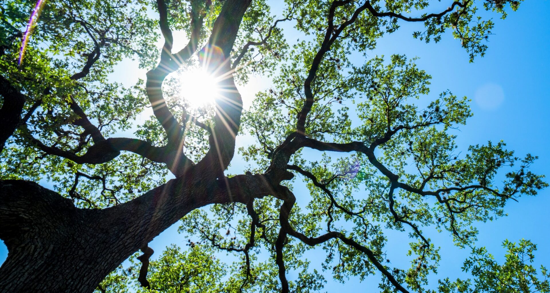 Oak trees rely on microbes to survive drought and disease