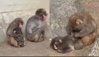 Viral Baby Monkey Punch Finally Accepted By His Troop With Heartwarming Hug