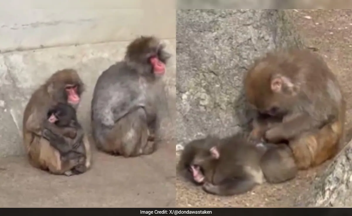 Viral Baby Monkey Punch Finally Accepted By His Troop With Heartwarming Hug