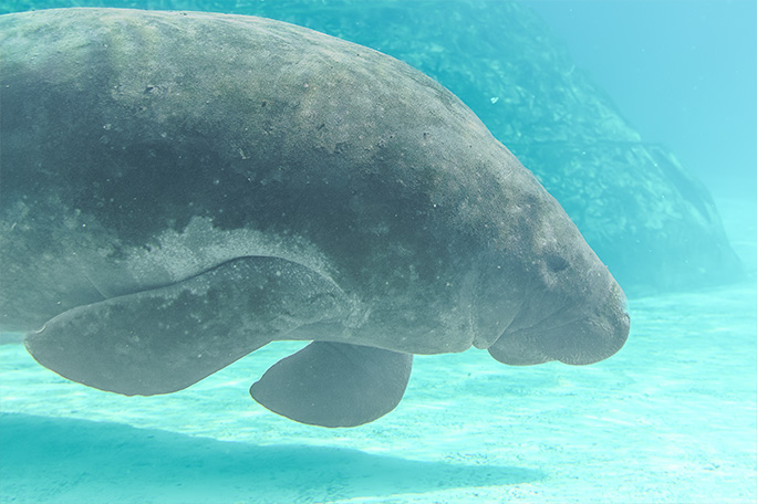 oldest-manatee-romeo-is-at-least-71-years-old-in-2026