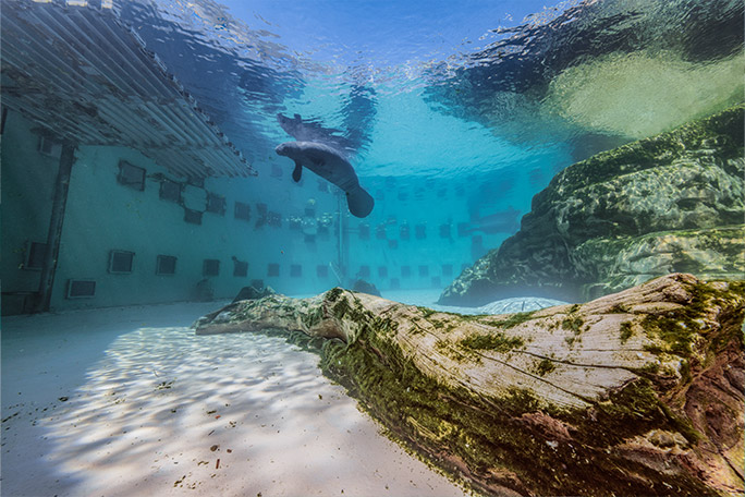 oldest-manatee-romeo-new-home-since-2025-manatee-cove-at--the-gulfarium-park