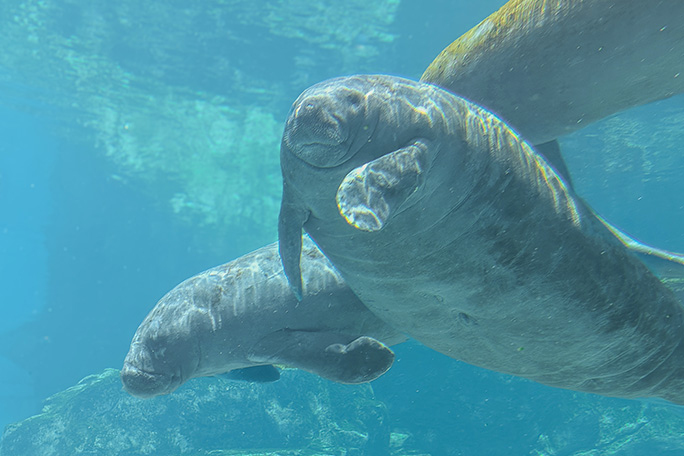 oldest-manatee-romeo-with-fellow-manatee-lil-joe