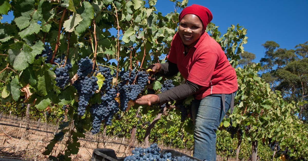 South Africa’s farm exports hit $15.1bn record as US shipments slump