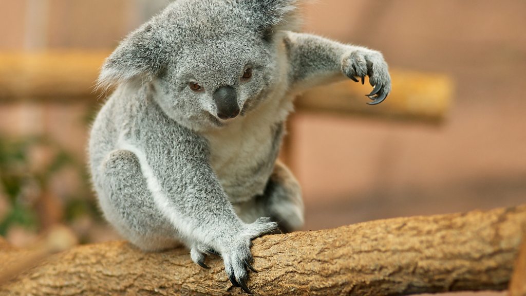 CrowdScience, CrowdScience, Why don't more animals have opposable thumbs?