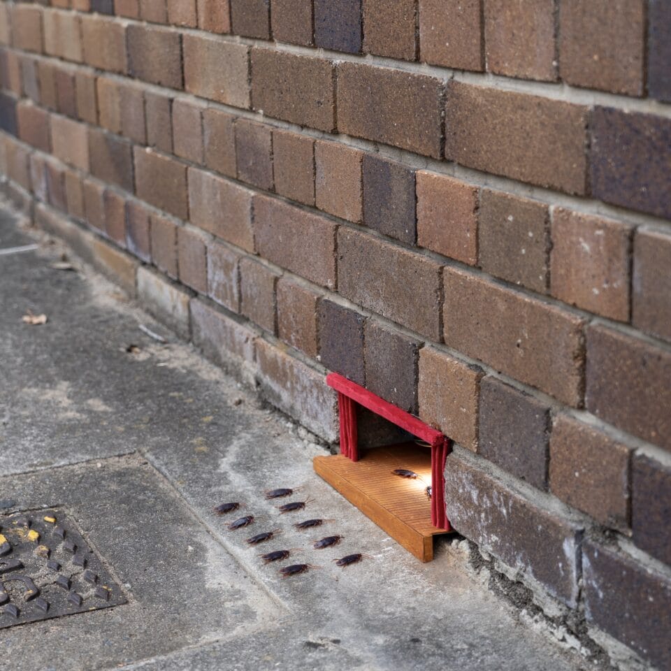 A miniature installation by Michael Pederson of a gap in the base of a brick wall into which he has installed a small stage set, where cockroaches perform in front of an audience of more cockroaches