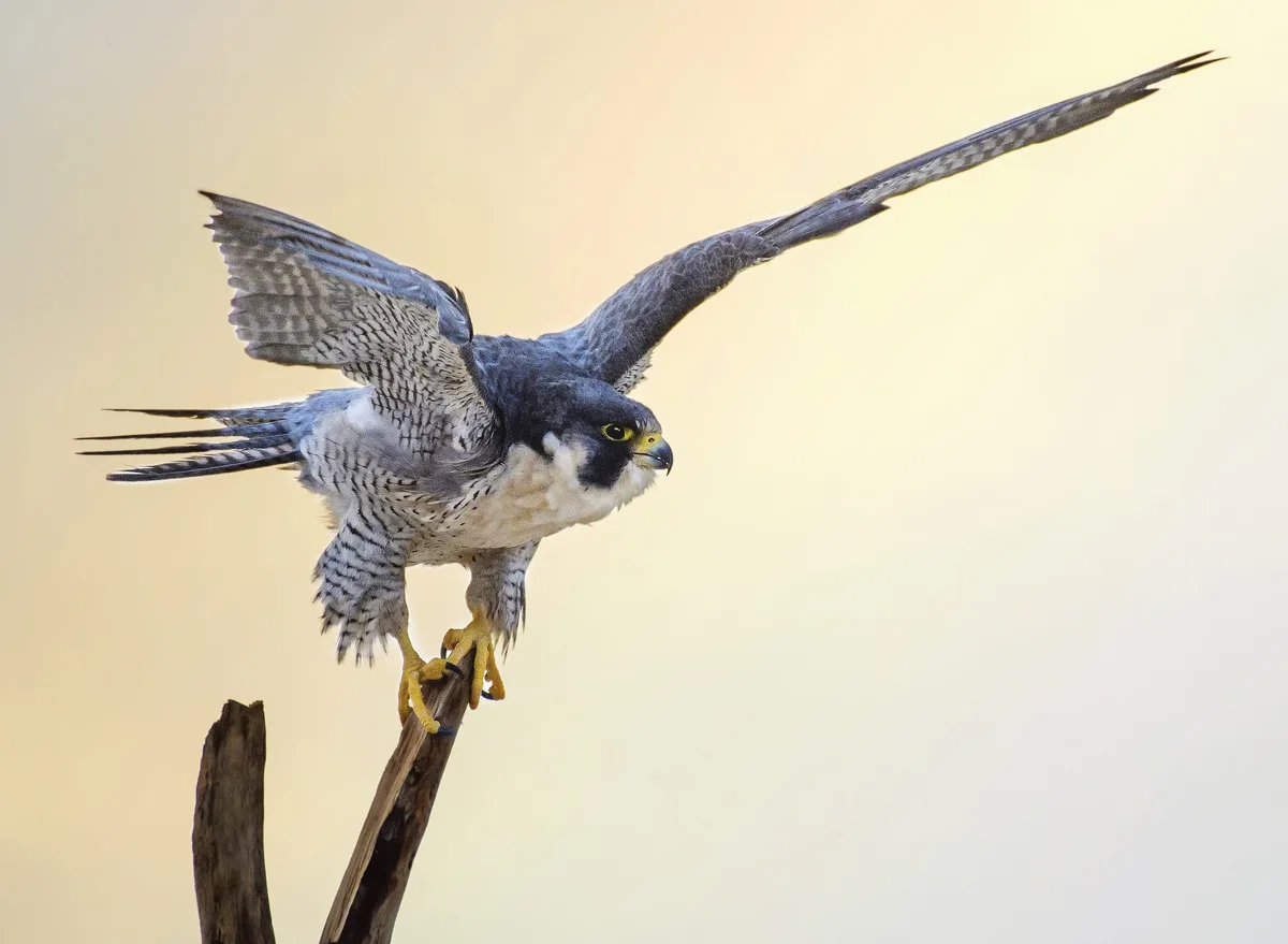 Peregrine Falcon - bird of prey 