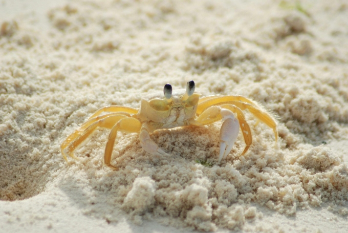 A crab on a beach. Photo by Pexels