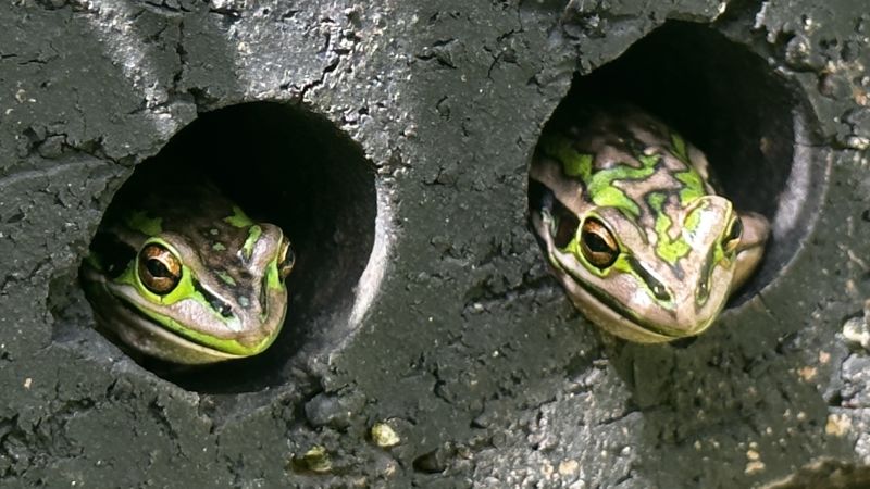 From frog saunas to medicated baths: Scientists battle chytrid amphibian plague