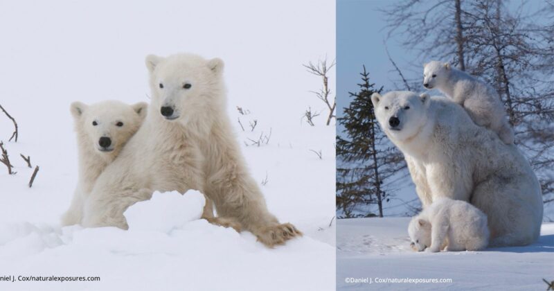 Two images of polar bears: on the left, a mother and two cubs sit in the snow; on the right, a mother bear sits while two cubs climb on her, with snow-covered ground and trees in the background.