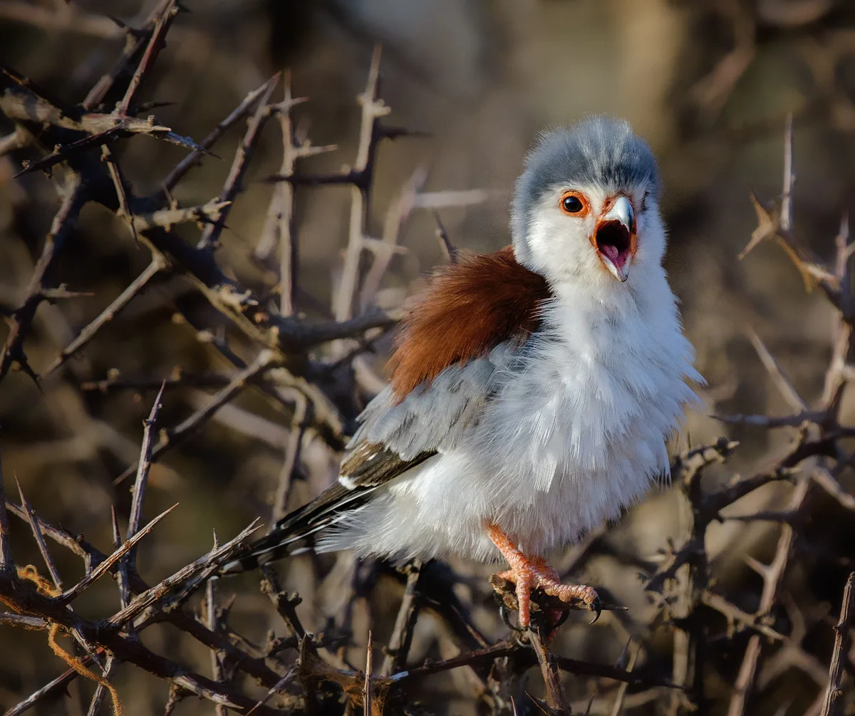 Pygmy Falcon - bird of prey 