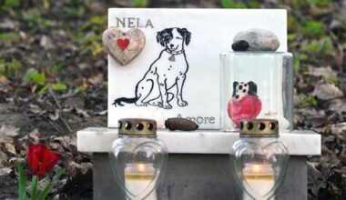 Where do pets go? Israel moves to regulate animal burial