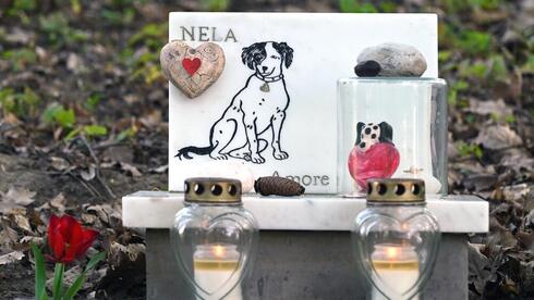 Where do pets go? Israel moves to regulate animal burial