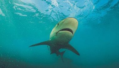 Israeli shark diving community pushes to reopen Hadera beach after fatal attack