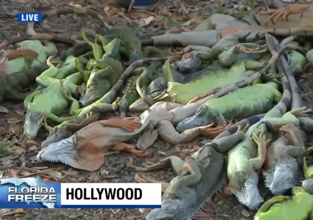 Frozen iguanas fall from trees in large numbers (Photo: WPLG Local 10) איגואנות שנאספו ברחבי פלורידה, לאחר שנפלו מהעצים בגלל גל הקור הקיצוני שפוקד את האזור