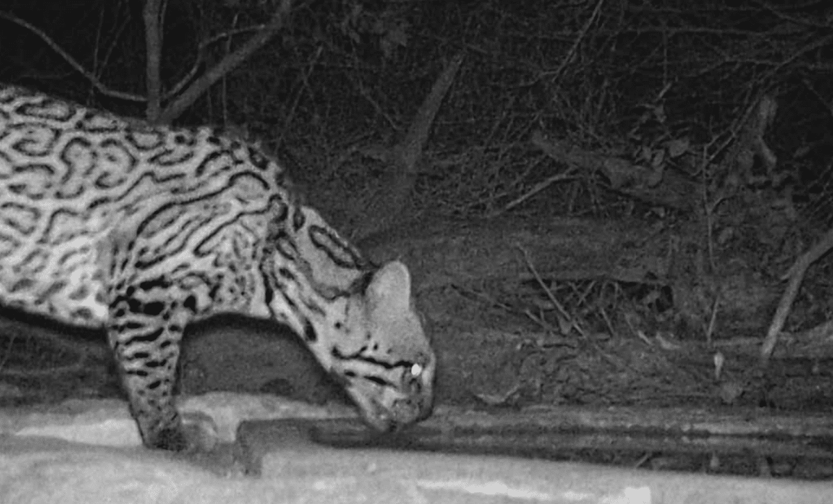 Rare Predator Spotted In Texas A Significant Discovery For Conservation