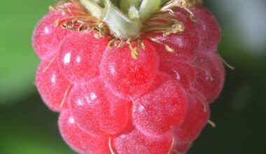 Using a Raspberry Pi to run OpenClaw makes no sense • The Register