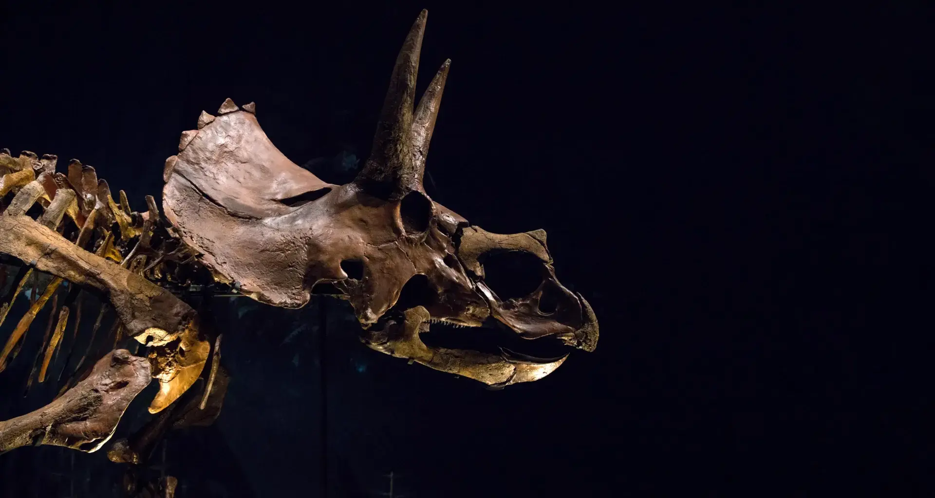 Triceratops had a giant nose that may have cooled its massive head
