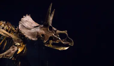 Triceratops had a giant nose that may have cooled its massive head
