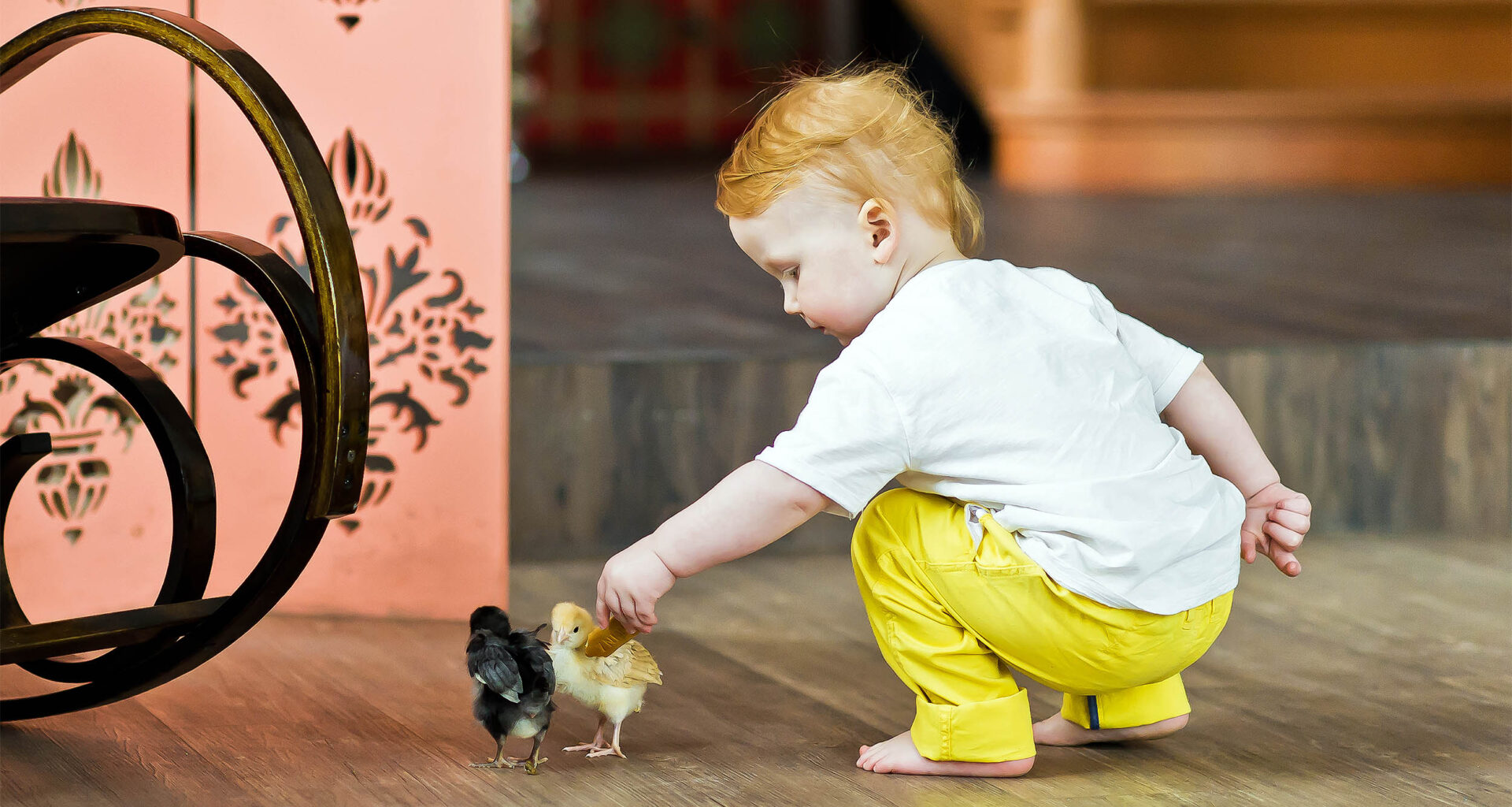 Human redheads and orange birds share a cellular 'superpower'