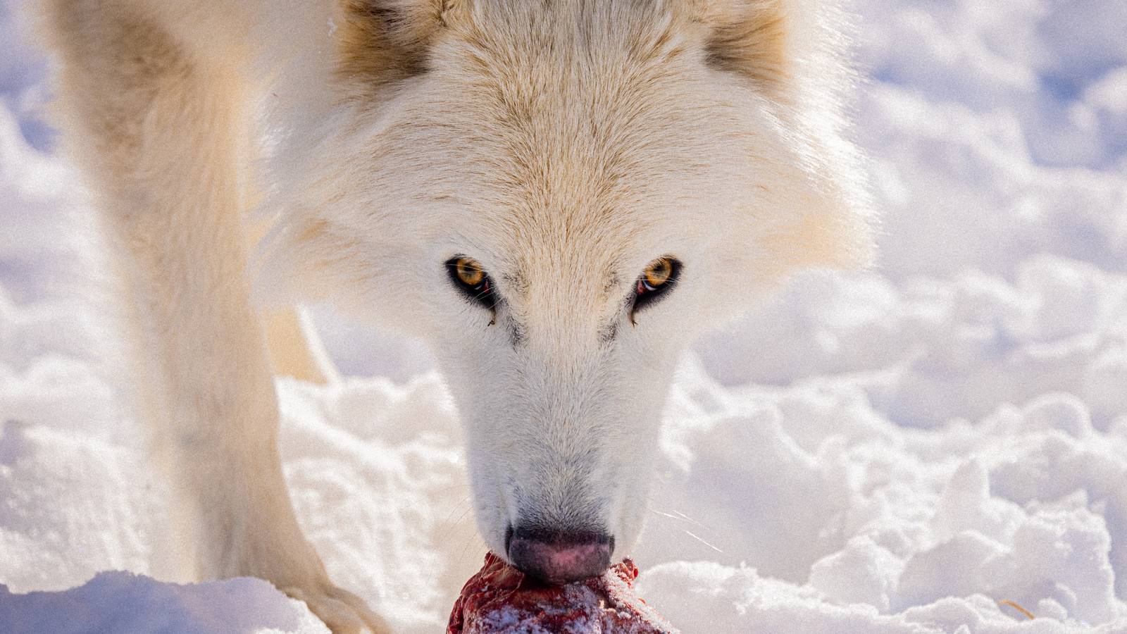 Fully Grown, Hunting, And Expanding