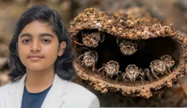 Close-up of stingless guard bees at the entrance of their nest in Kerala, India