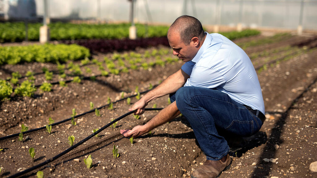 Netafim's irrigation system for growing rice  