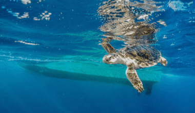 The world's smallest sea turtle lives in a noisy ocean
