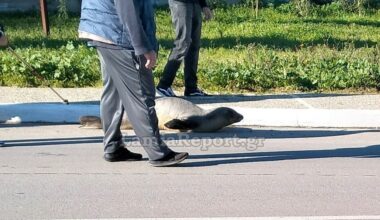 Young monk seal safely returned to sea after surprise appearance on roadside