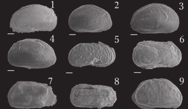Seed-sized creature reveals how oceans moved 5 million years ago