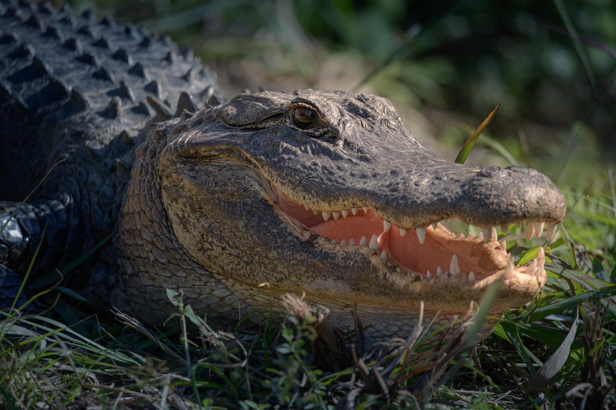 American alligator, Florida