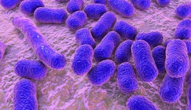 Modified peptides show promise against tuberculosis bacteria