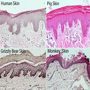 These microscopic views of layers of skin shows how humans, grizzly bears, and pigs (but not monkeys) all share valley-like skin microstructures called rete ridges, which are visible in the bottom sections of these slide images. Credit: Ryan Driskell and Sean Thompson, Washington State University College of Veterinary Medicine