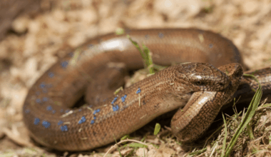 Snakes Are Evolving Into Cannibals Here's Why It's Actually Good For Them