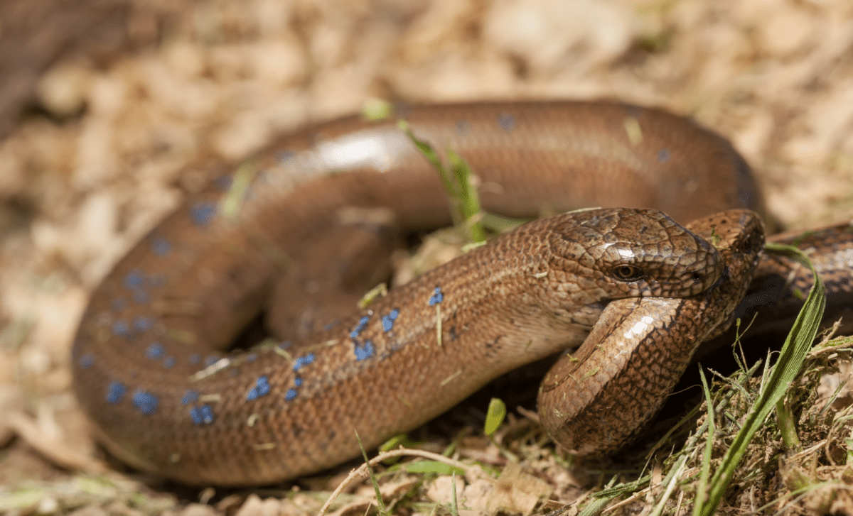Snakes Are Evolving Into Cannibals Here's Why It's Actually Good For Them