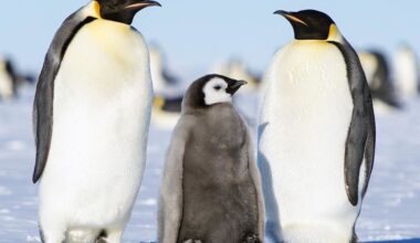 Researchers stumble upon troubling discovery shedding light on emperor penguins