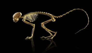 The genetic turning point that made backbones possible