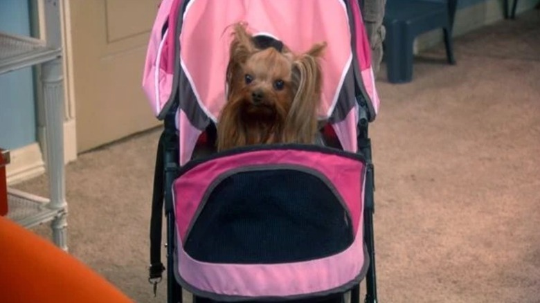 Cinnamon the dog in a pink baby stroller on The Big Bang Theory