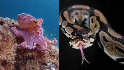 These animals that literally eat their own body parts: From snakes eating tails to octopuses biting arms