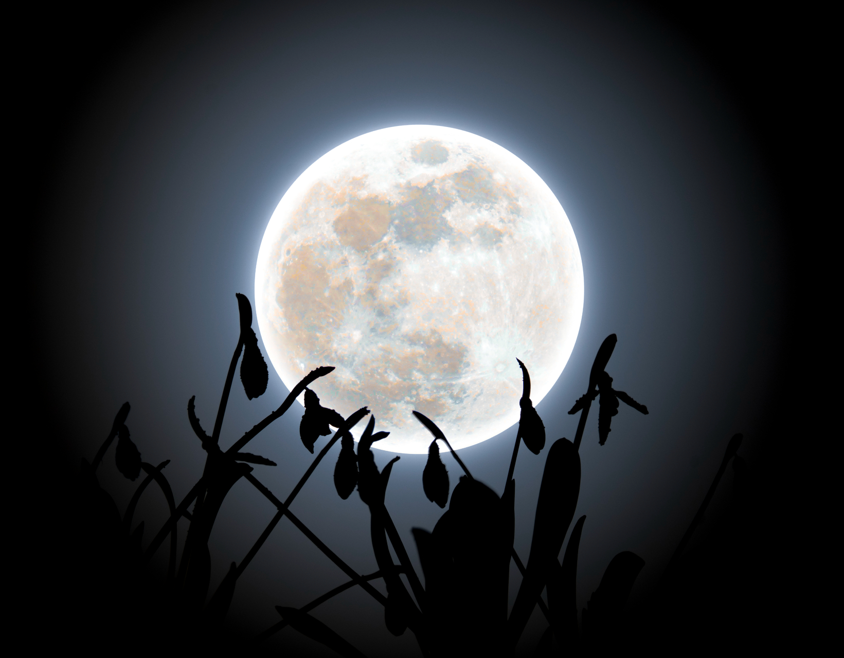 A silvery full moon is pictured flooding the black night sky with moonlight, as snowdrop flowers are silhouetted in the foreground.