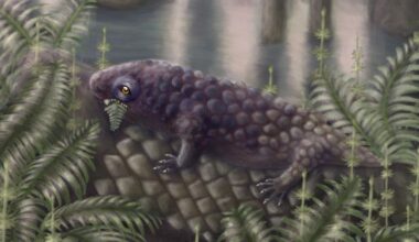 A football-size creature may have been among the earliest plant-eating land animals