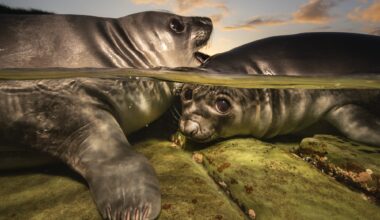 Two elephant seals interact in the water