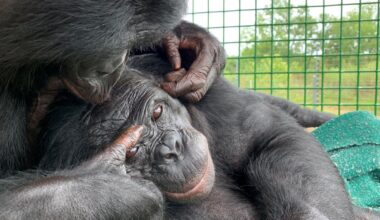 Tea with an ape? How playing pretend helps scientists study imagination : Short Wave : NPR