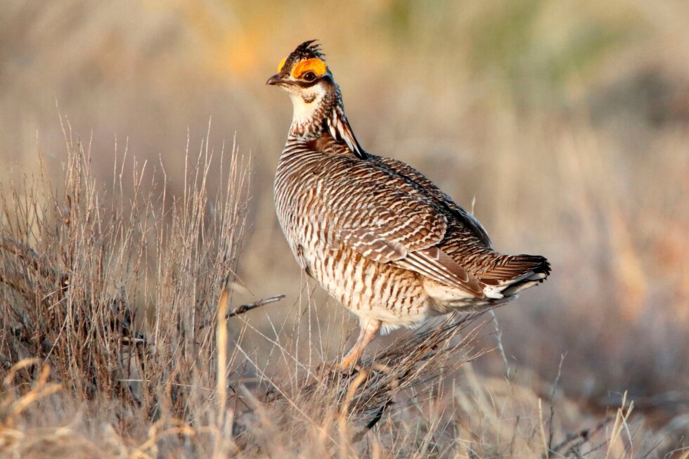 Federal protections end for the lesser prairie chicken