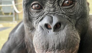 Can apes play pretend? Scientists use an imaginary tea party to find out